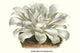 Echeveria Pulverulenta Chalk Lettuce Poster Print by Louis Benoit Van Houtte