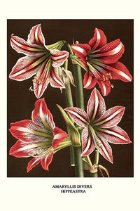 Amaryllis Divers Hippeastra poster print by Louis Benoit Van Houtte featuring vibrant colors and floral details.