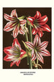 Amaryllis Divers Hippeastra poster print by Louis Benoit Van Houtte featuring vibrant colors and floral details.