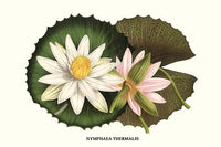 Water Lily, Nymphaea thermalis art print by Louis Benoit Van Houtte.