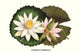 Water Lily, Nymphaea thermalis art print by Louis Benoit Van Houtte.