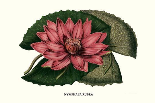 Crimson Water Lily Poster Print by Louis Benoit Van Houtte, Nymphaea rubra, vibrant floral art.