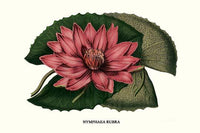 Crimson Water Lily Poster Print by Louis Benoit Van Houtte, Nymphaea rubra, vibrant floral art.