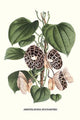 Dutchman's Pipe Botanical Print by Louis Benoit Van Houtte