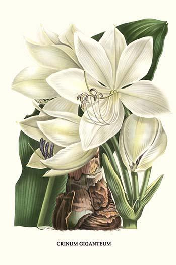 Vibrant Crinum Giganteum Poster Print from West Africa