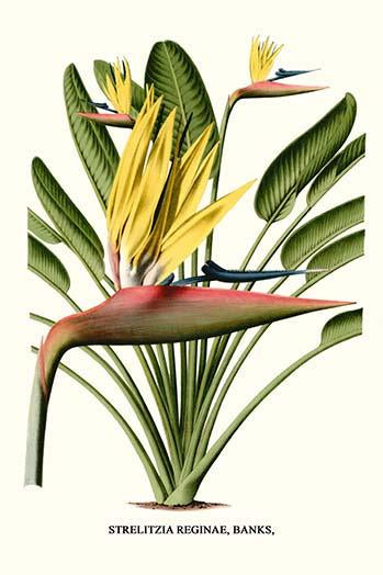 Strelitzia Reginae Yellow Bird of Paradise Poster Print by Louis Benoit Van Houtte