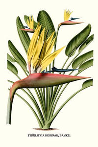 Strelitzia Reginae Yellow Bird of Paradise Poster Print by Louis Benoit Van Houtte