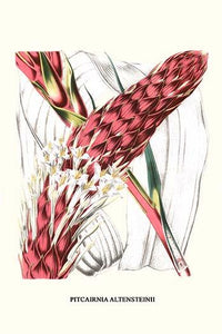 Pitcairnia Altensteinii Bromeliad Poster Print by Louis Benoit Van Houtte