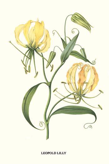 Lily, Methonica leopoldi poster print by Louis Benoit Van Houtte.