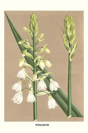 Hyacinth Poster Print by Louis Benoit Van Houtte - Botanical Art