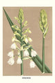 Hyacinth Poster Print by Louis Benoit Van Houtte - Botanical Art