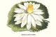 Tropical Lotus Flower Poster Print featuring Nymphaea dentata by Louis Benoit Van Houtte