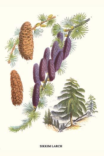 Sikkim Larch (Larix griffithii) poster print by Louis Benoit Van Houtte.