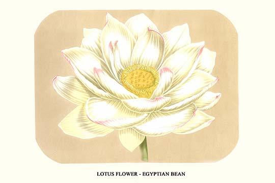 Lotus Flower Art Print - Nelumbium Speciosum by Louis Benoit Van Houtte