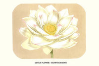 Lotus Flower Art Print - Nelumbium Speciosum by Louis Benoit Van Houtte