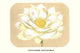 Lotus Flower Art Print - Nelumbium Speciosum by Louis Benoit Van Houtte