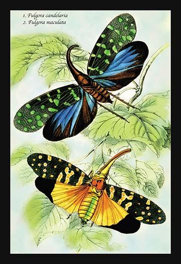 Illustrated plate from 'Introduction to Entomology' by James Duncan, showcasing detailed entomological art.
