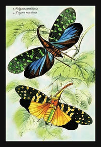 Illustrated plate from 'Introduction to Entomology' by James Duncan, showcasing detailed entomological art.