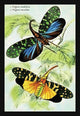 Illustrated plate from 'Introduction to Entomology' by James Duncan, showcasing detailed entomological art.