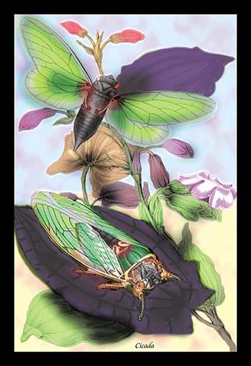Illustrated plate from Introduction to Entomology by James Duncan - Poster Print