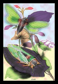 Illustrated plate from Introduction to Entomology by James Duncan - Poster Print