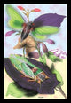 Illustrated plate from Introduction to Entomology by James Duncan - Poster Print