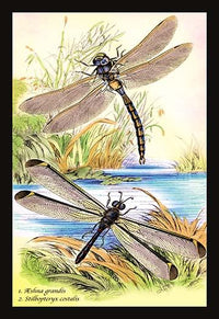 Illustrated plate from 'Introduction to Entomology' by James Duncan - vintage entomology art print.