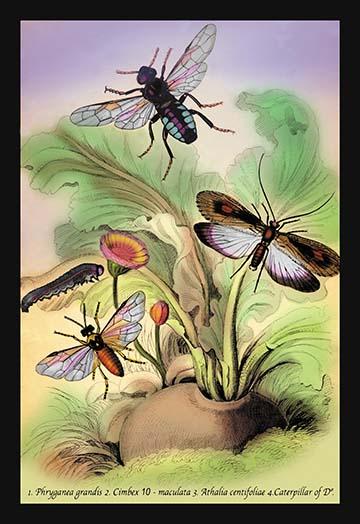 Illustrated plate from 'Introduction to Entomology' by James Duncan, showcasing intricate insect designs.