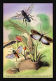 Illustrated plate from 'Introduction to Entomology' by James Duncan, showcasing intricate insect designs.