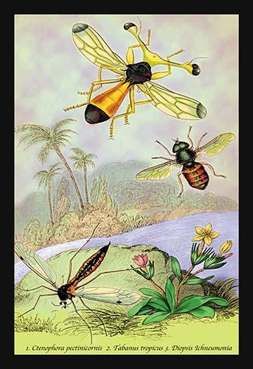Illustrated plate from 'Introduction to Entomology' by James Duncan, showcasing various insects.