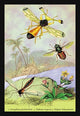 Illustrated plate from 'Introduction to Entomology' by James Duncan, showcasing various insects.