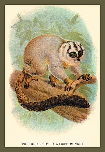 Sir William Jardine Poster Print by John Gerrard Keulemans, showcasing natural history