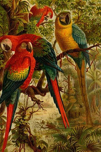 Macaws Vintage Art Print by F.W. Kuhnert showcasing vibrant colors and tropical beauty.