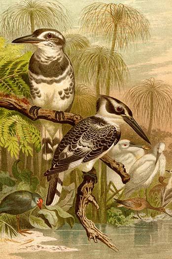 Black & White Kingfishers Poster Print by F.W. Kuhnert showcasing beautiful wildlife art.