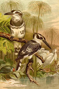 Black & White Kingfishers Poster Print by F.W. Kuhnert showcasing beautiful wildlife art.