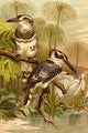 Black & White Kingfishers Poster Print by F.W. Kuhnert showcasing beautiful wildlife art.
