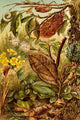 Insects Mimicry Vintage Art Print by F.W. Kuhnert