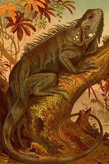 Iguana vintage art reproduction poster print by F.W. Kuhnert