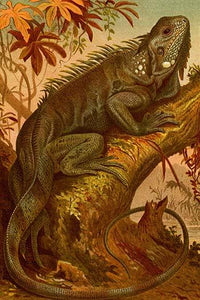 Iguana vintage art reproduction poster print by F.W. Kuhnert