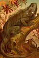 Iguana vintage art reproduction poster print by F.W. Kuhnert