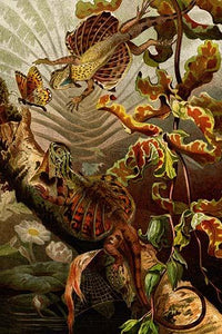 Flying Dragon Poster Print by F.W. Kuhnert featuring a vintage art reproduction.
