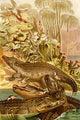 Vintage art reproduction of a Nile Crocodile by F.W. Kuhnert.