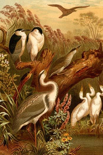 Egrets & Cranes Poster Print by F.W. Kuhnert, vintage art reproduction