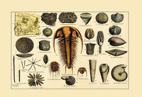 Fossil plants and organisms poster print showcasing intricate details of nature's history.