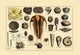 Fossil plants and organisms poster print showcasing intricate details of nature's history.