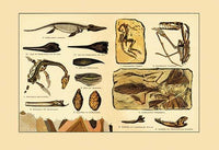 Dinosaur Fossils Collection Poster featuring Archeopteryx, Pterodactyl, and Ichthyosaur.