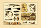 Dinosaur Fossils Collection Poster featuring Archeopteryx, Pterodactyl, and Ichthyosaur.