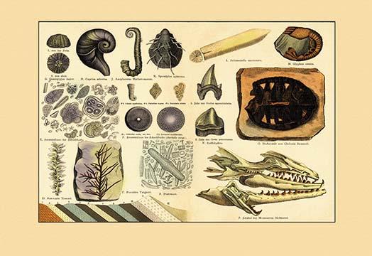 Dinosaur Fossils Collection Poster Print featuring a turtle, shark teeth, and more.