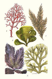 Seaweeds - Peacock's Tail Poster Print by James Sowerby, vibrant marine art.