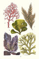 Seaweeds - Peacock's Tail Poster Print by James Sowerby, vibrant marine art.